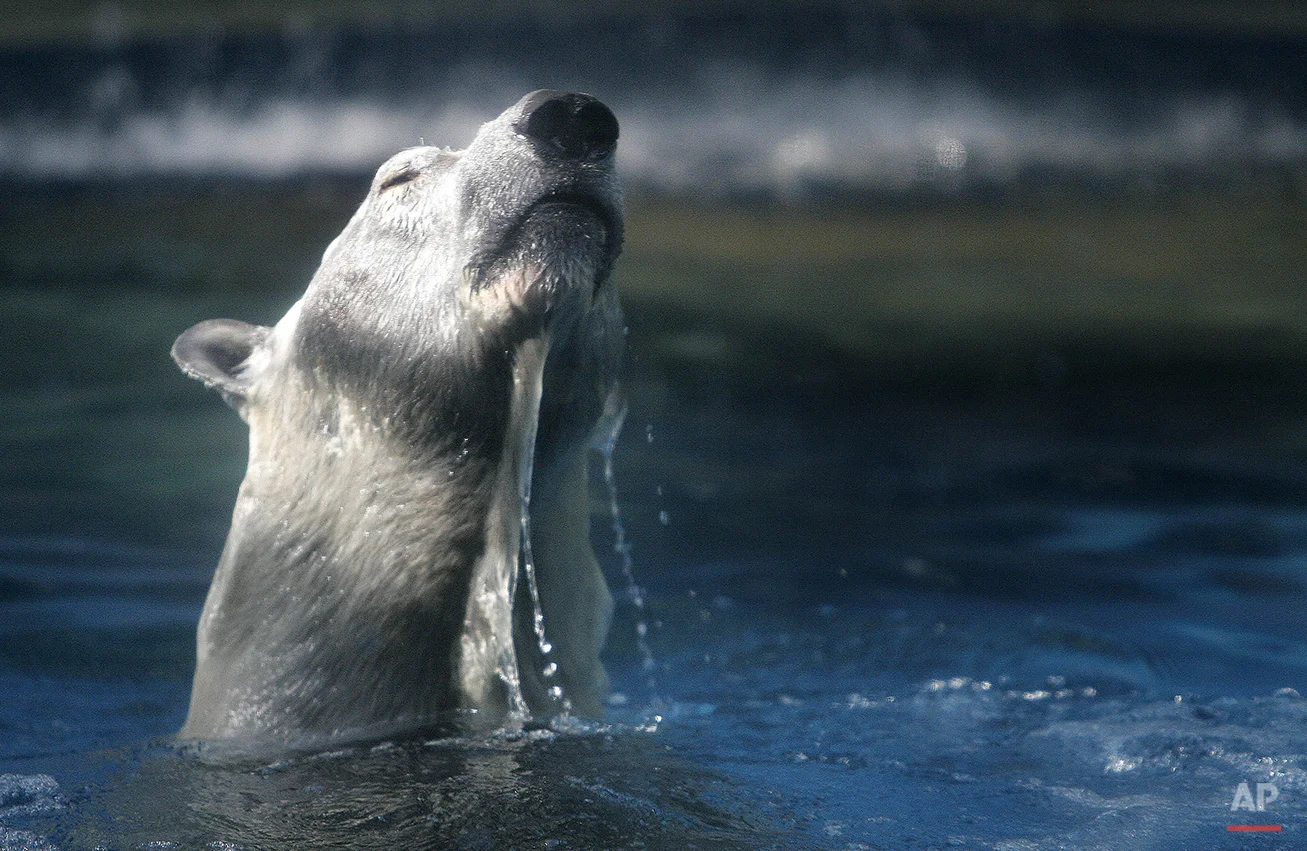 APTOPIX Singapore Polar Bear