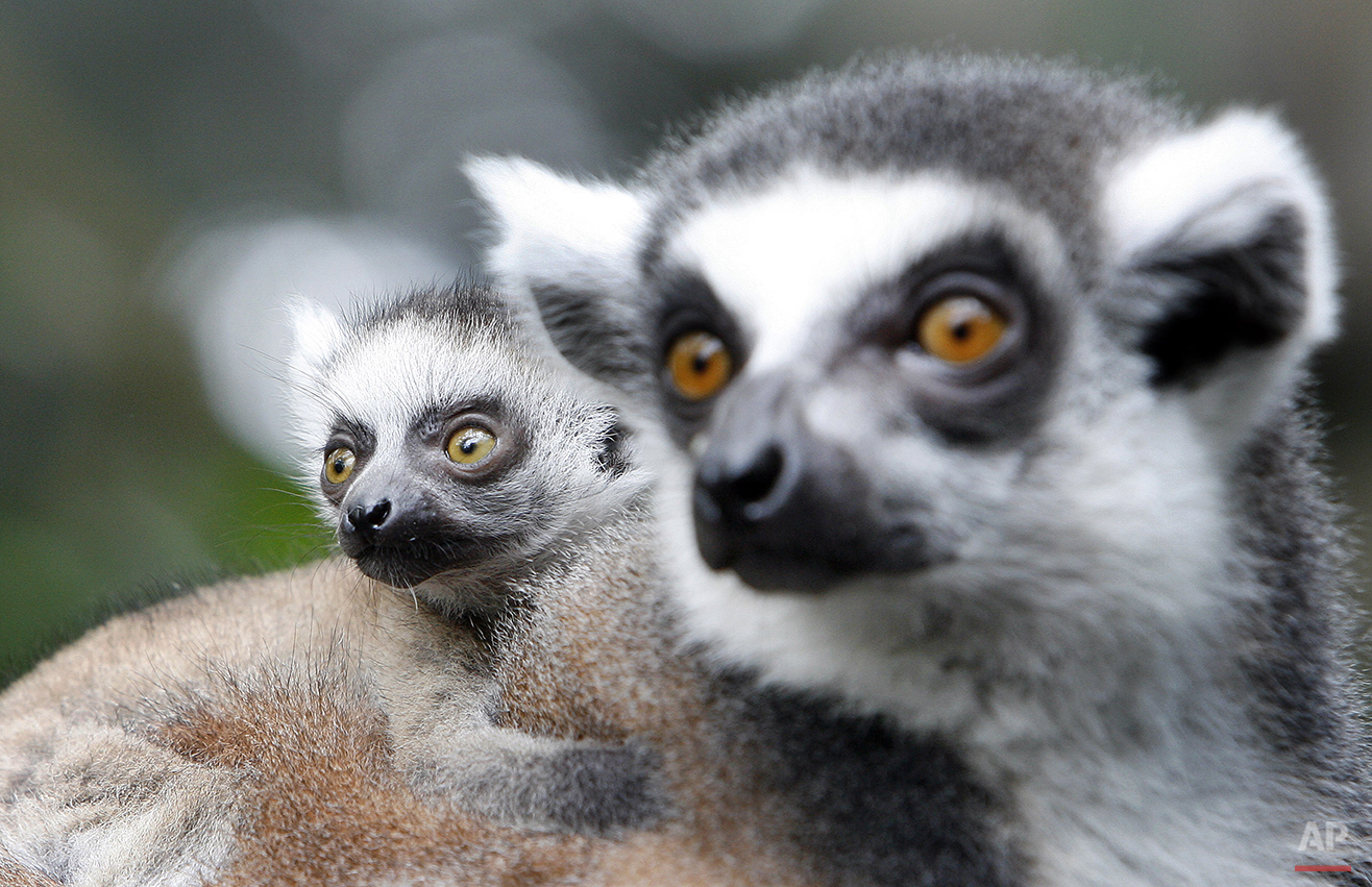 Singapore Lemurs