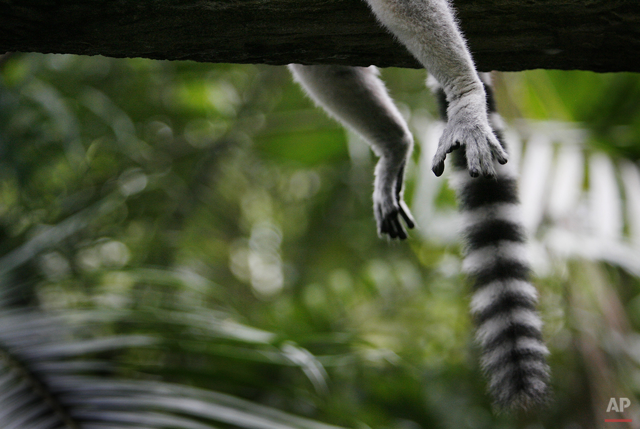 APTOPIX Singapore Lemur