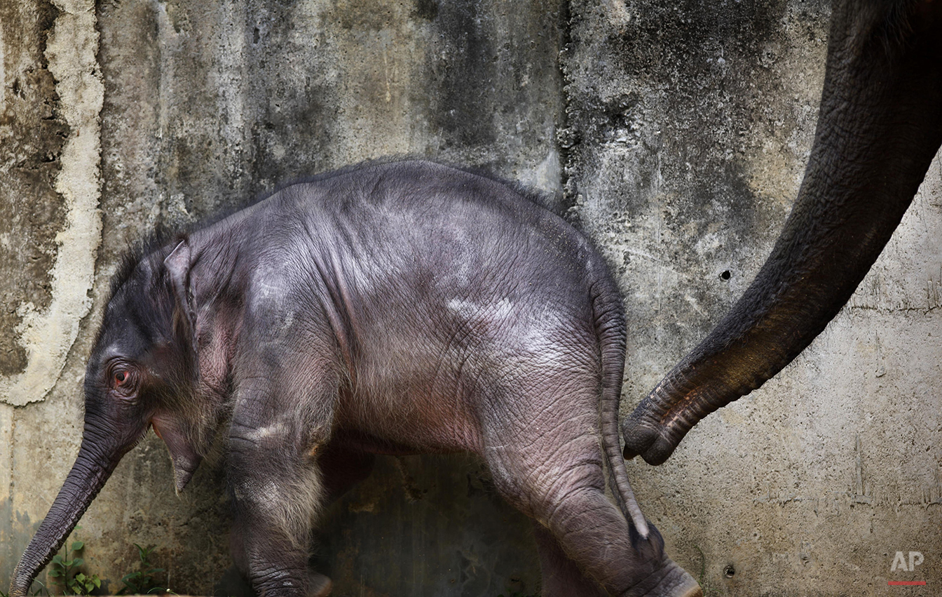 Singapore Baby Elephant