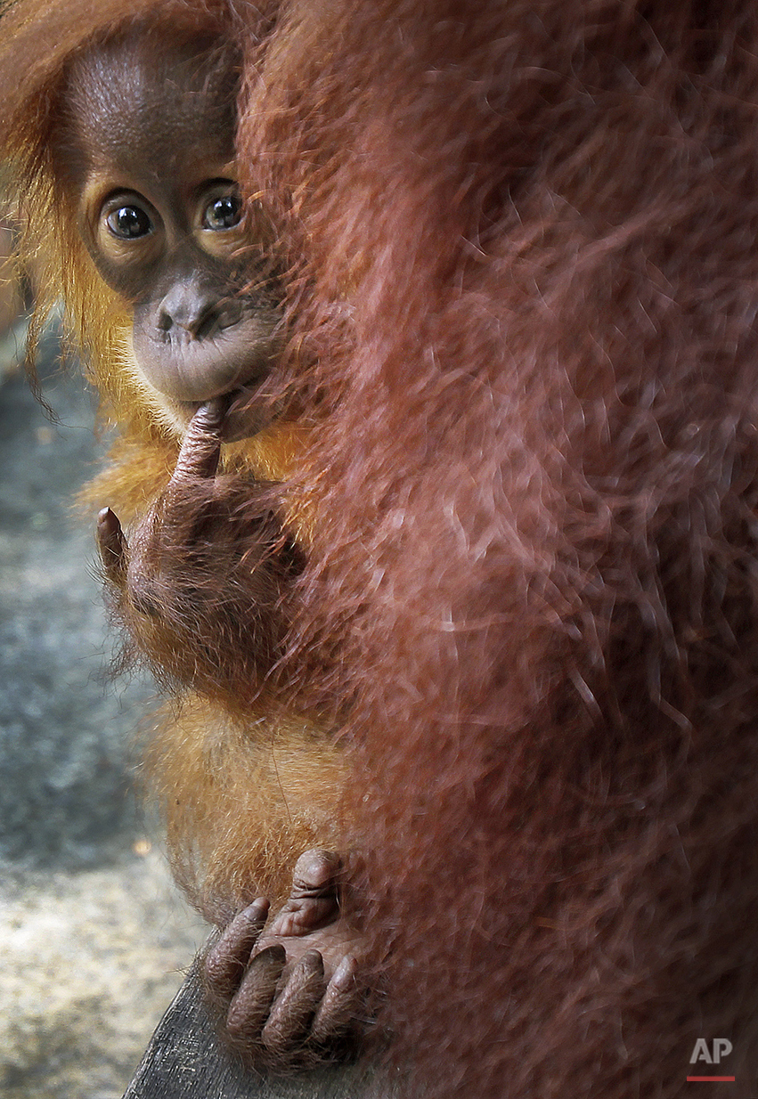 APTOPIX Singapore Zoo Babies