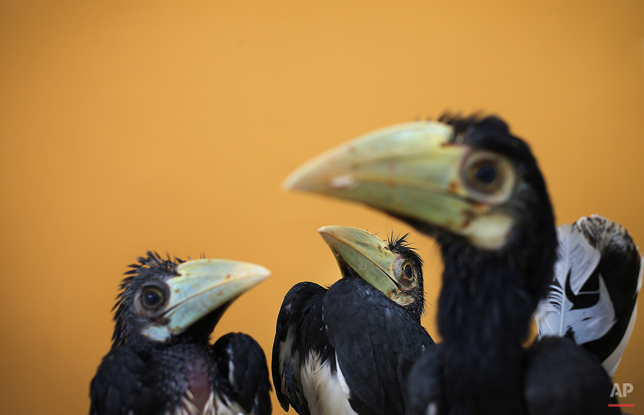 Singapore Bird Park Oriental Pied Hornbill