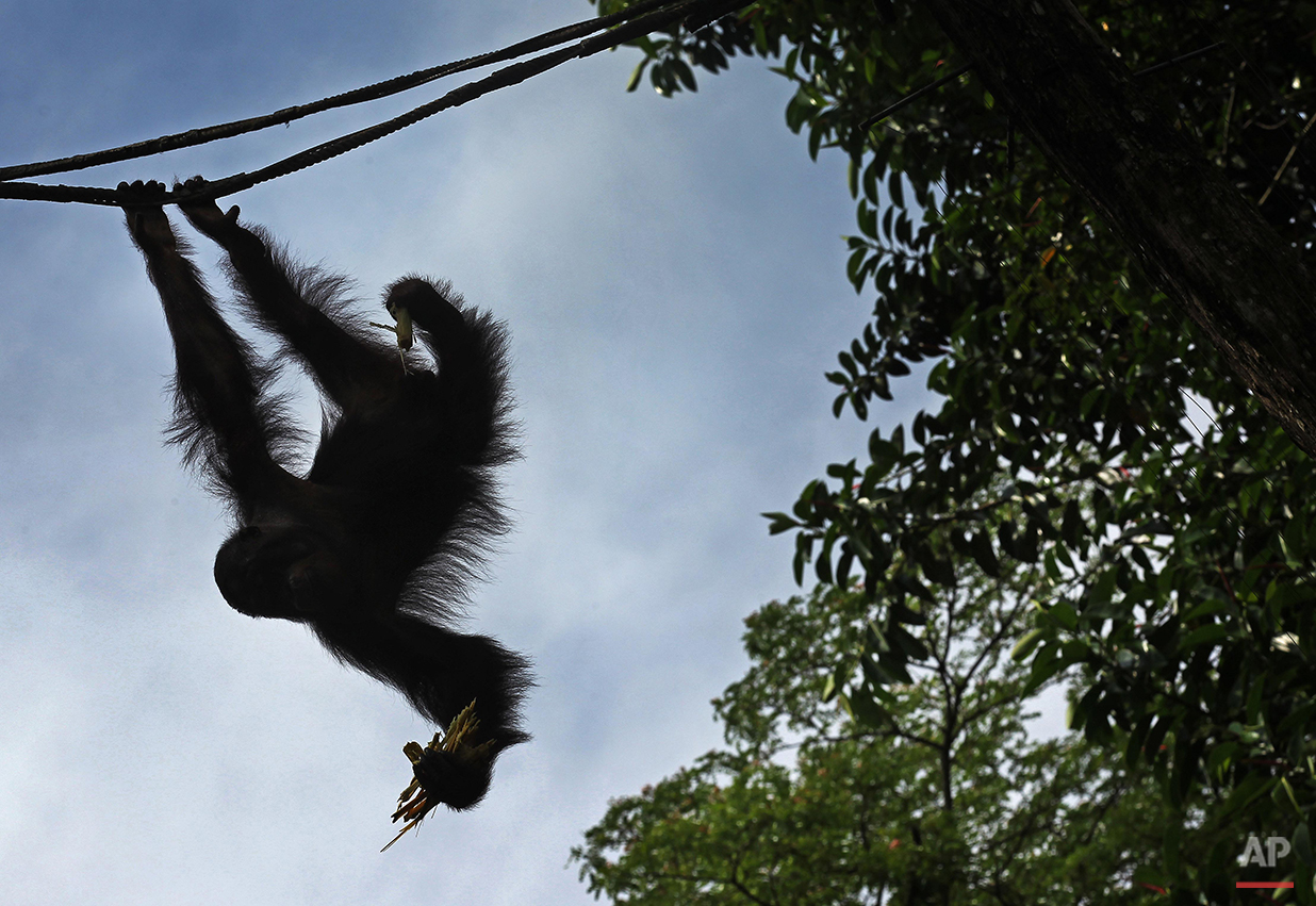 Singapore Zoo Endangered Animals