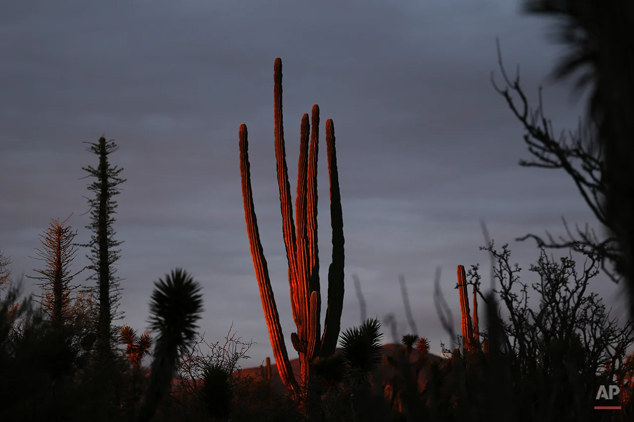 APTOPIX Mexico Baja Tourism Photo Gallery