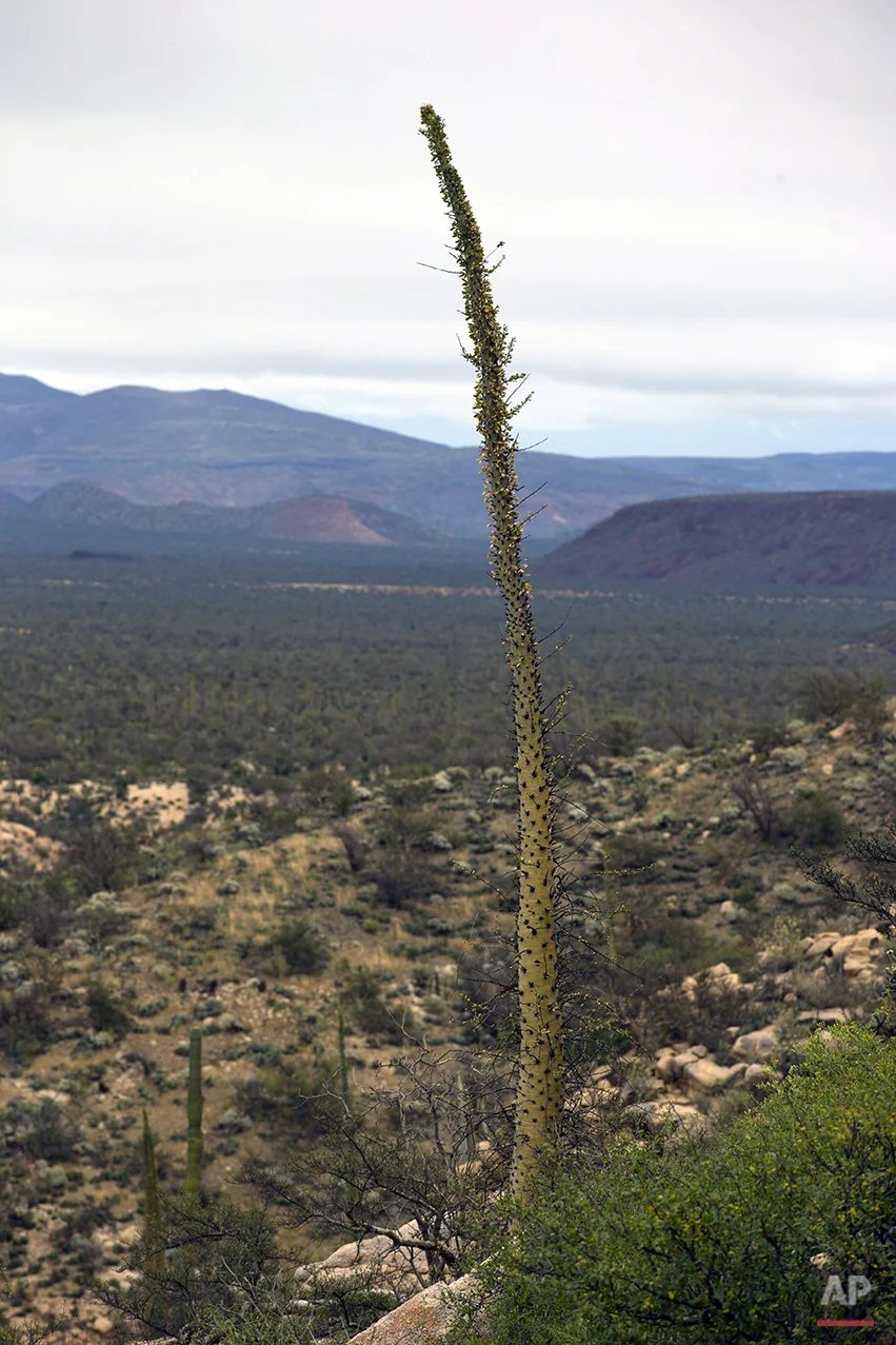Mexico Baja Tourism Photo Gallery