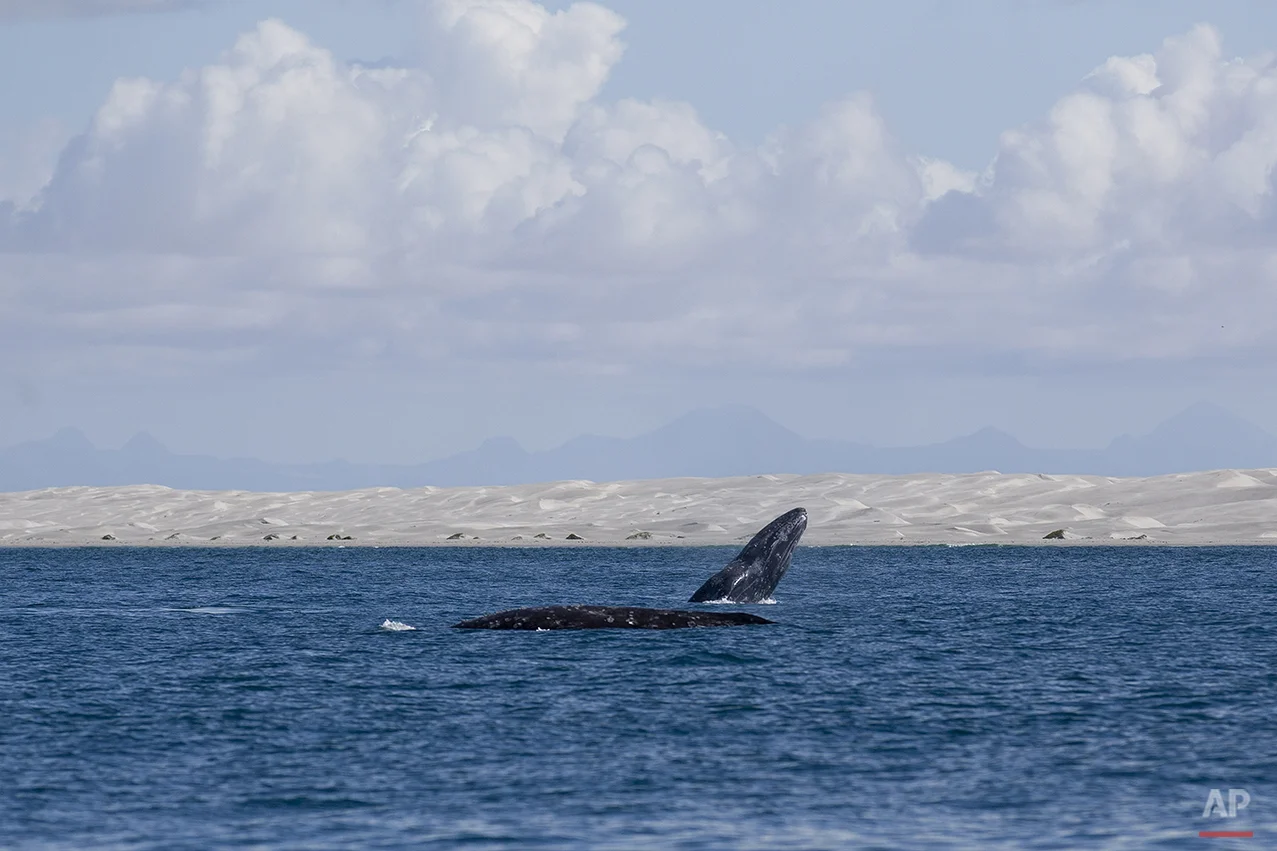 Mexico Baja Tourism Photo Gallery