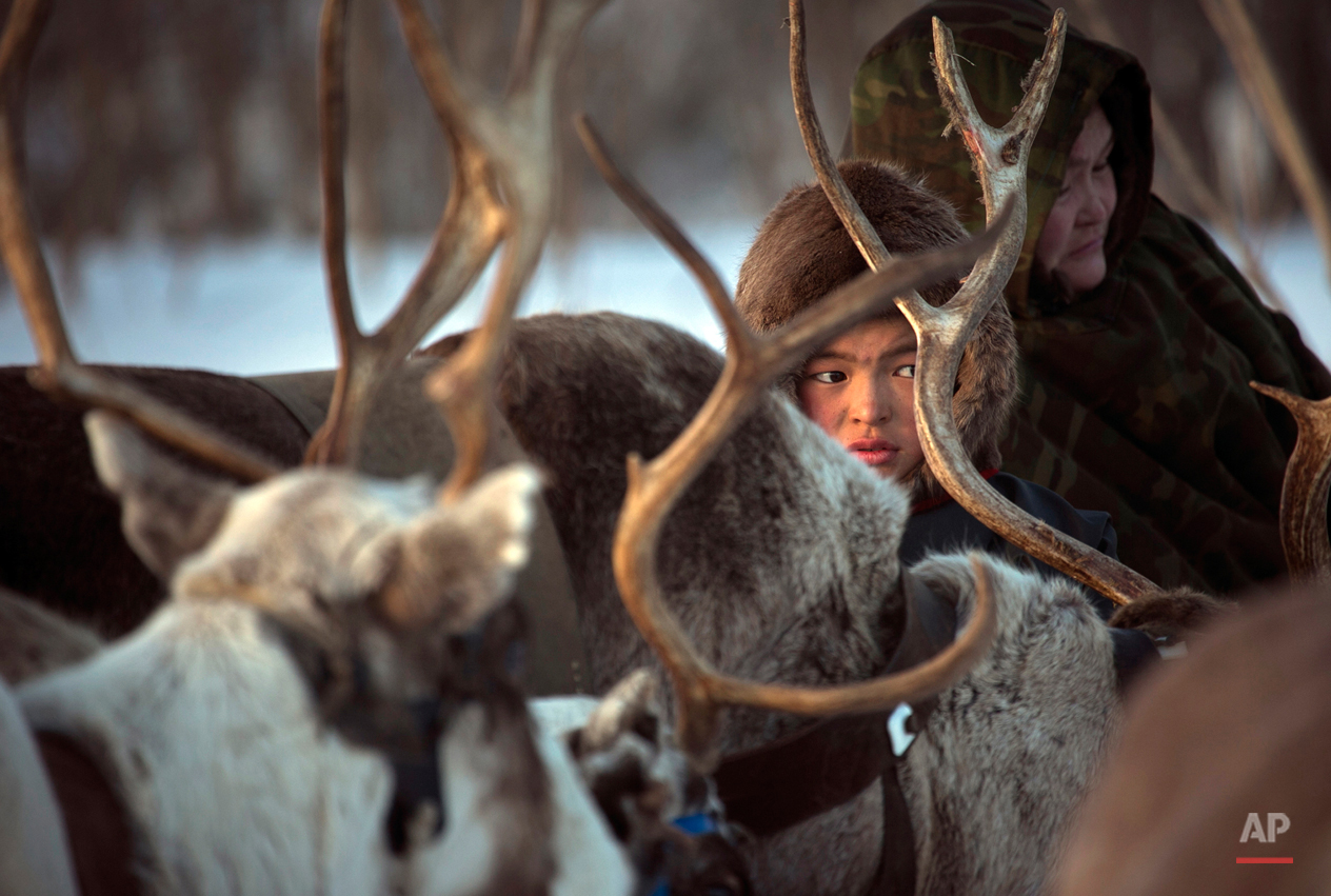 Russia Reindeer Herderís Day