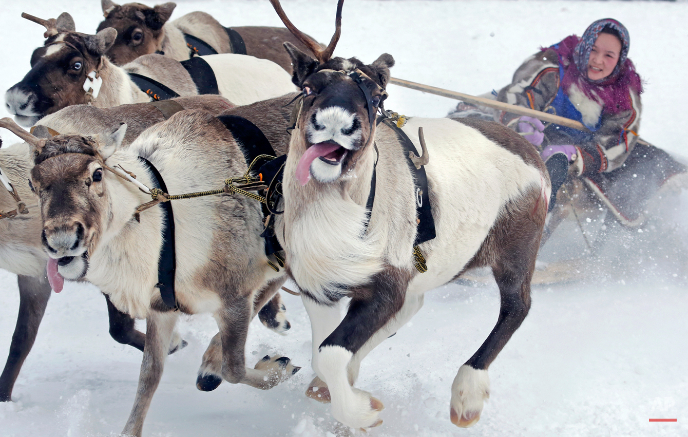Russia Reindeer Herderís Day