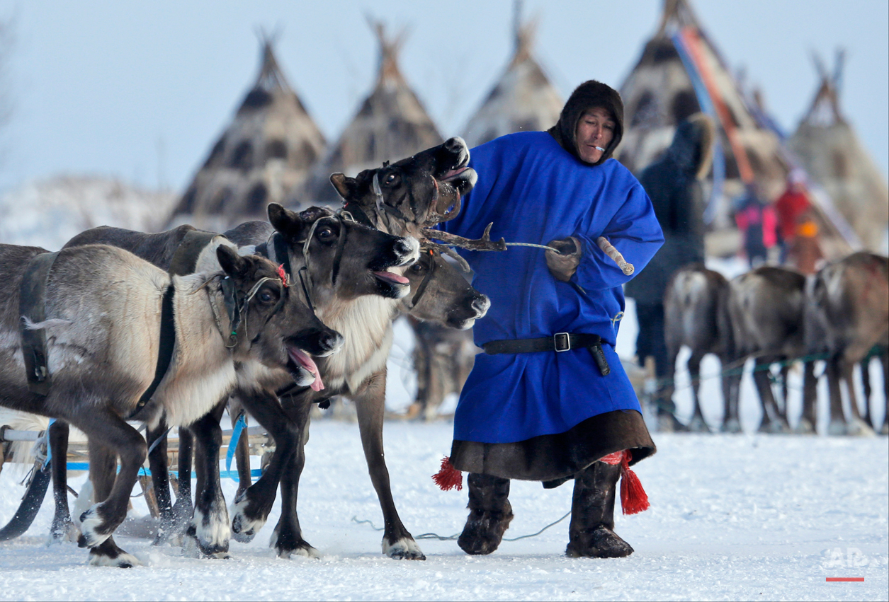 Russia Reindeer Herderís Day
