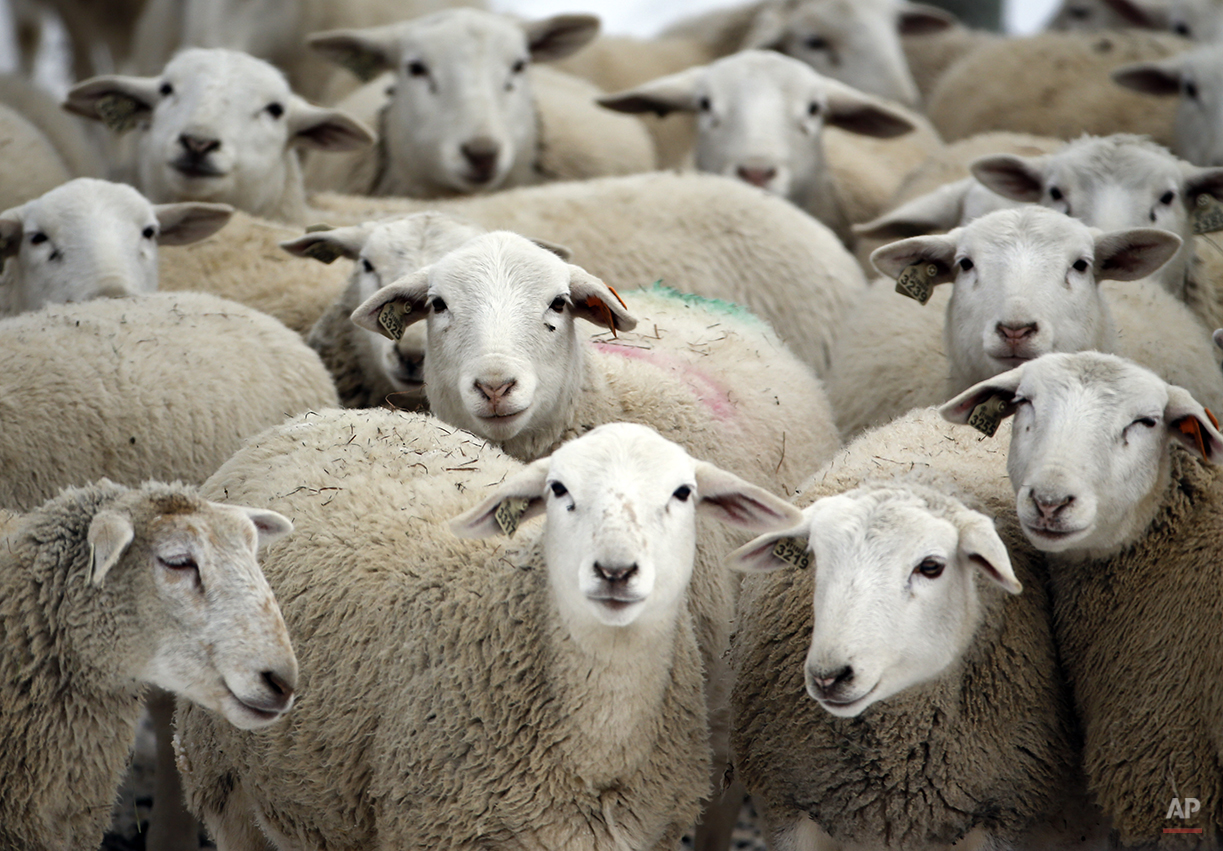  Dorper sheep huddle on a frigid winter day at Kinderhook Farm on Friday, Feb. 6, 2015, in Ghent, N.Y. (AP Photo/Mike Groll) 