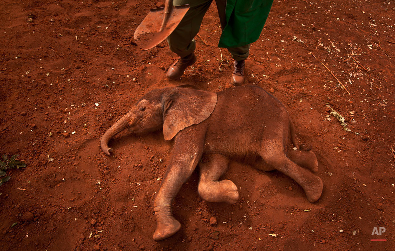  Two-month-old orphaned baby elephant Ajabu is given a dust-bath in the red earth after being fed milk from a bottle by a keeper, as she is too young to do it herself, at an event to commemorate World Environment Day at the David Sheldrick Wildlife T
