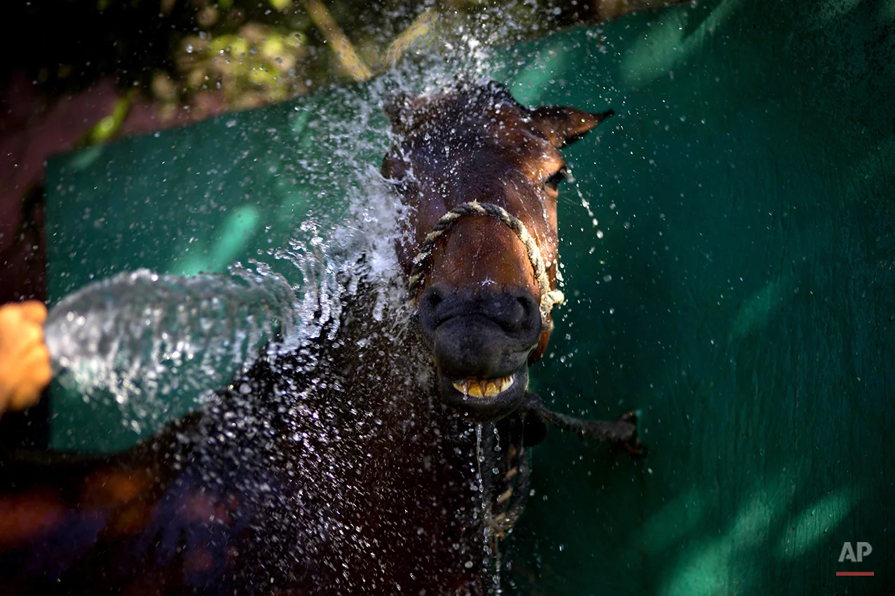 APTOPIX Cuba Horse Business Photo Essay