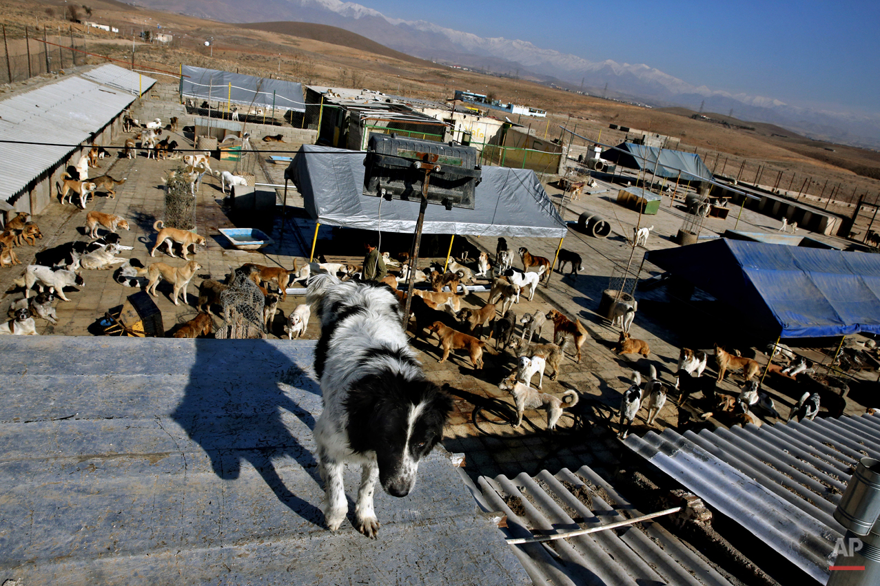 Mideast Iran Dog Shelter