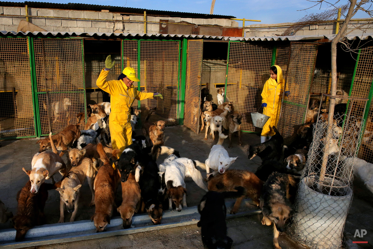 Mideast Iran Dog Shelter