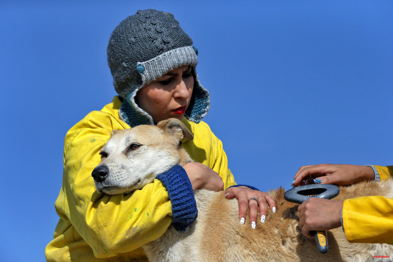 Mideast Iran Dog Shelter