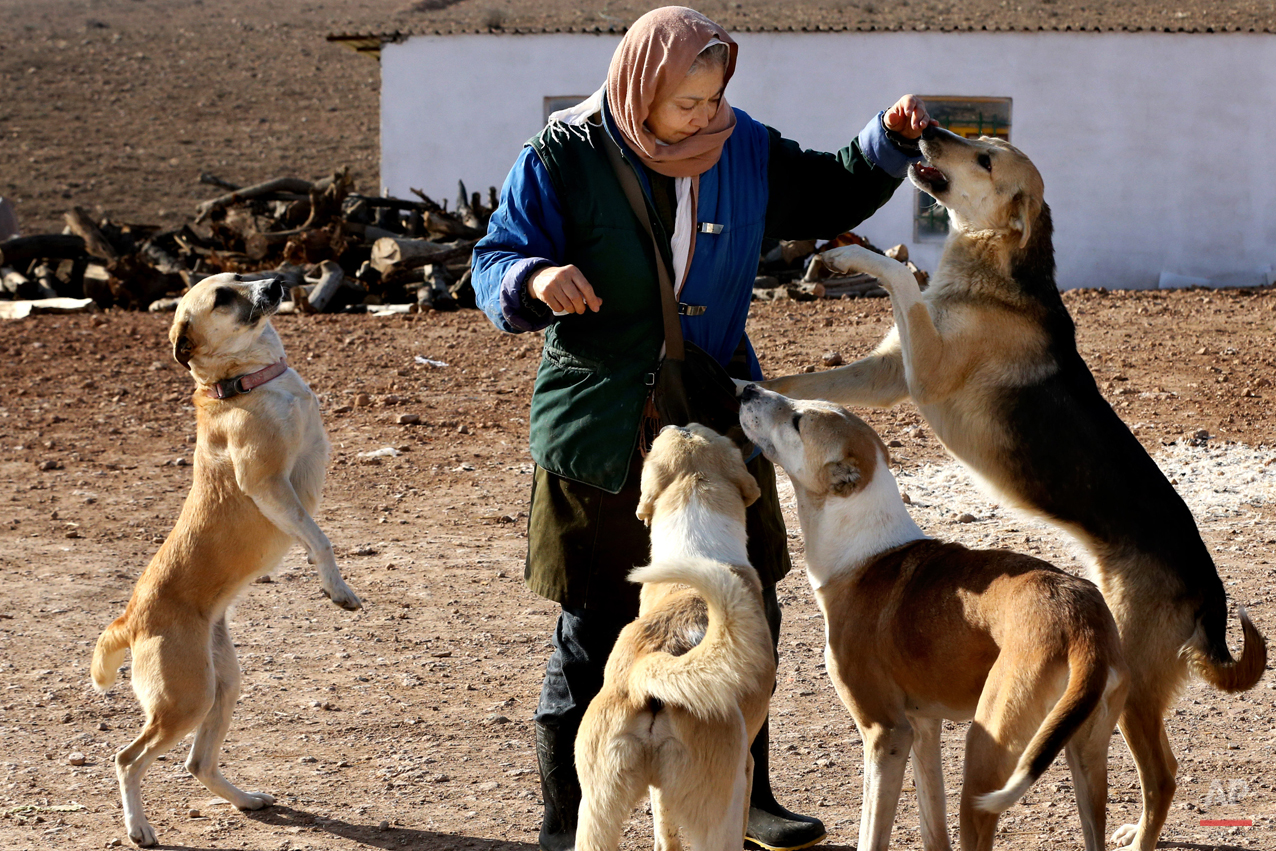 Mideast Iran Dog Shelter