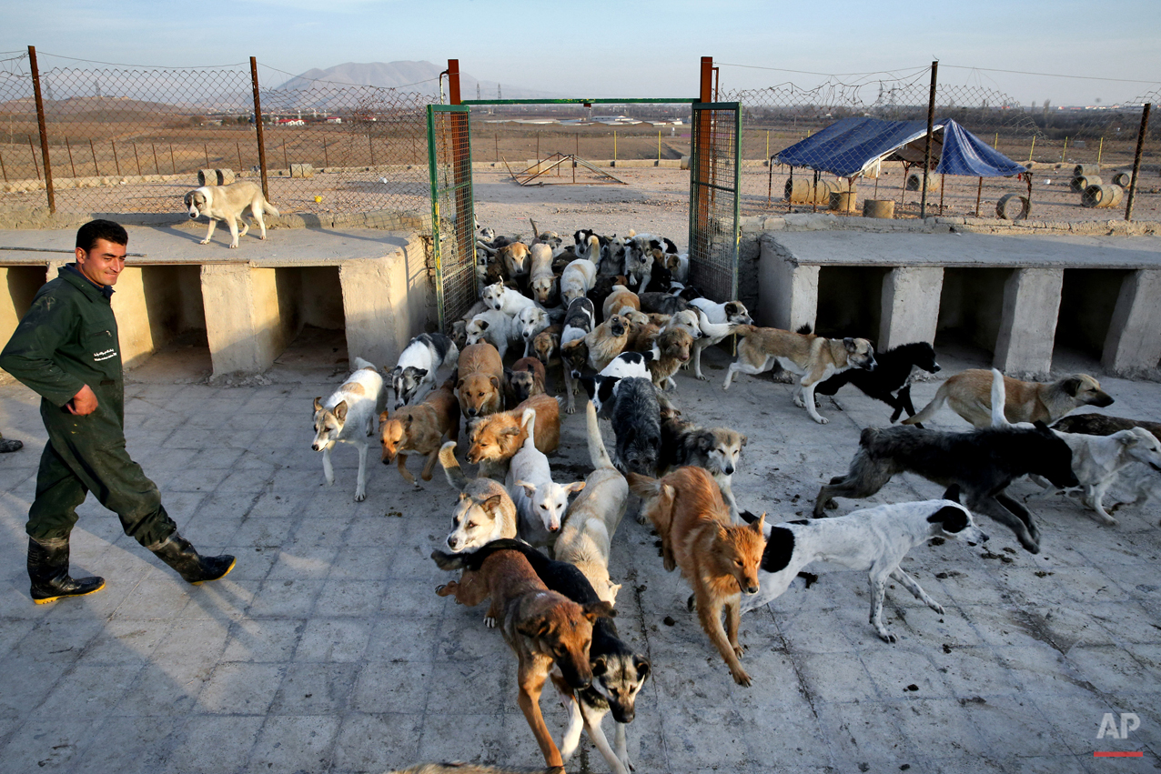 Mideast Iran Dog Shelter