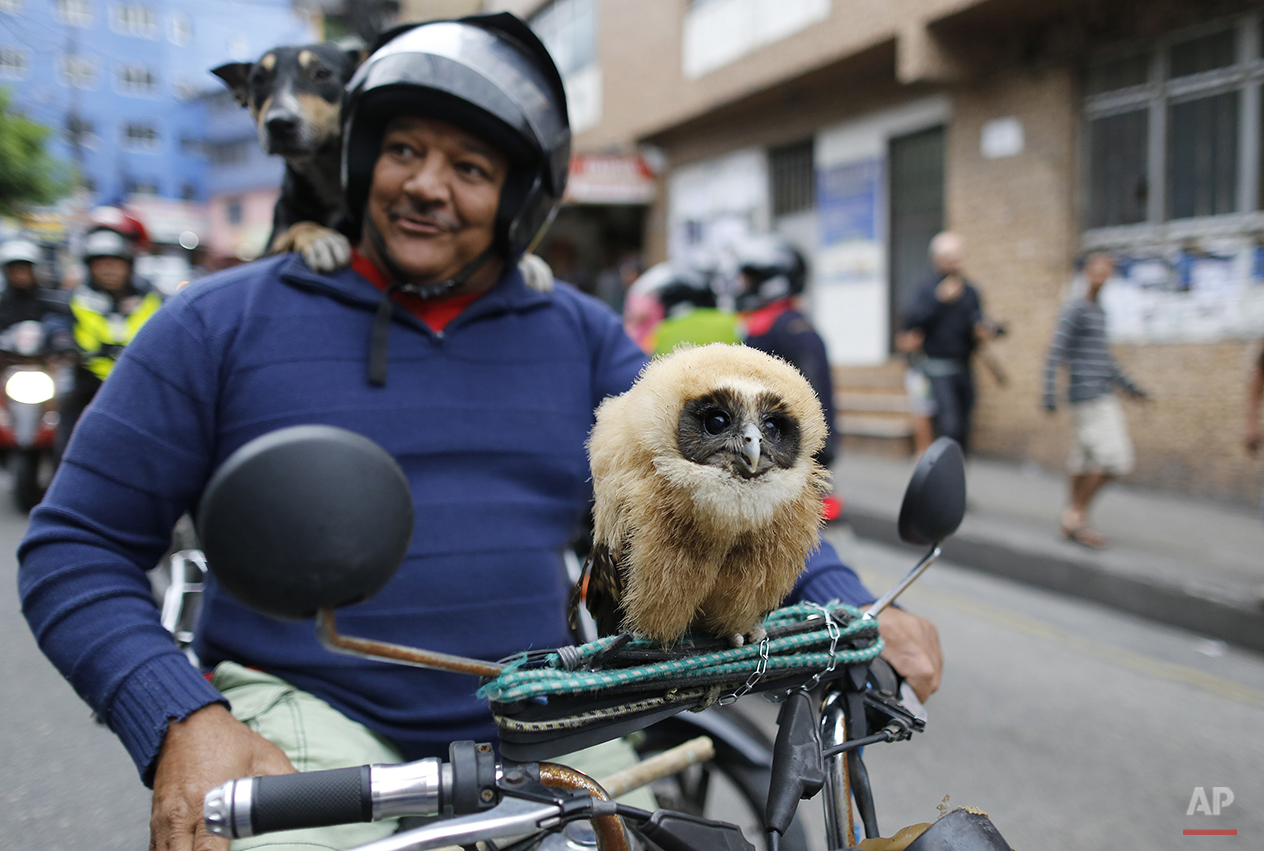  In this Aug. 30, 2014 photo, a man stops to pose for a portrait on his motorcycle, carrying his pet owl and dog, as he arrives to the area where Brazilian Socialist Party presidential candidate, Marina Silva, will campaign in the Rocinha slum in Rio