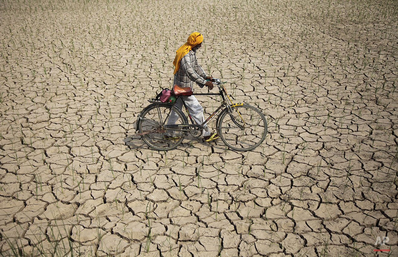 An Indian farmer pushes his bicycle past a parched paddy field in Ranbir Singh Pura, about 34 kilometers (21 miles) from Jammu, India, Tuesday, July 15, 2014. Delayed monsoon rains have raised fears of possible drought in some regions with the meteo
