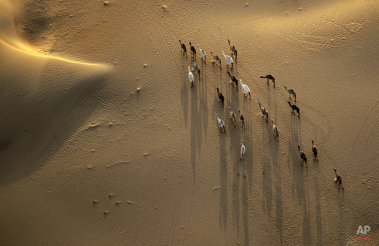 Camels are seen from a hot air balloon flying over the Margham desert about 60 km (37 miles) southeast of Dubai, United Arab Emirates, Tuesday, Oct. 21, 2014. (AP Photo/Kamran Jebreili)