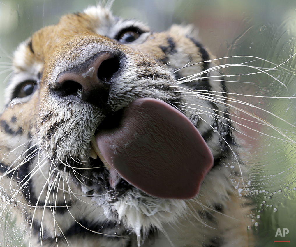  A Bengal tiger named "Pnoy" licks the glass cage as it takes a bath at Malabon Zoo Friday, July 11, 2014 at Malabon city, north of Manila, Philippines. (AP Photo/Bullit Marquez) 