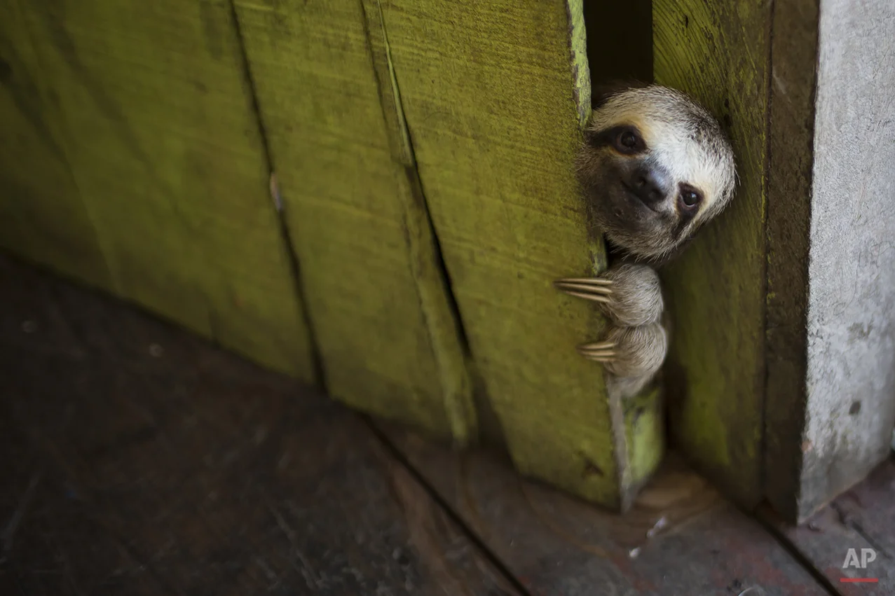 A sloth peeks out from behind a door on a floating house in the 'Lago do Janauari' near Manaus, Brazil, Tuesday, May 20, 2014. Manaus is one of the host cities for the 2014 World Cup in Brazil. (AP Photo/Felipe Dana)