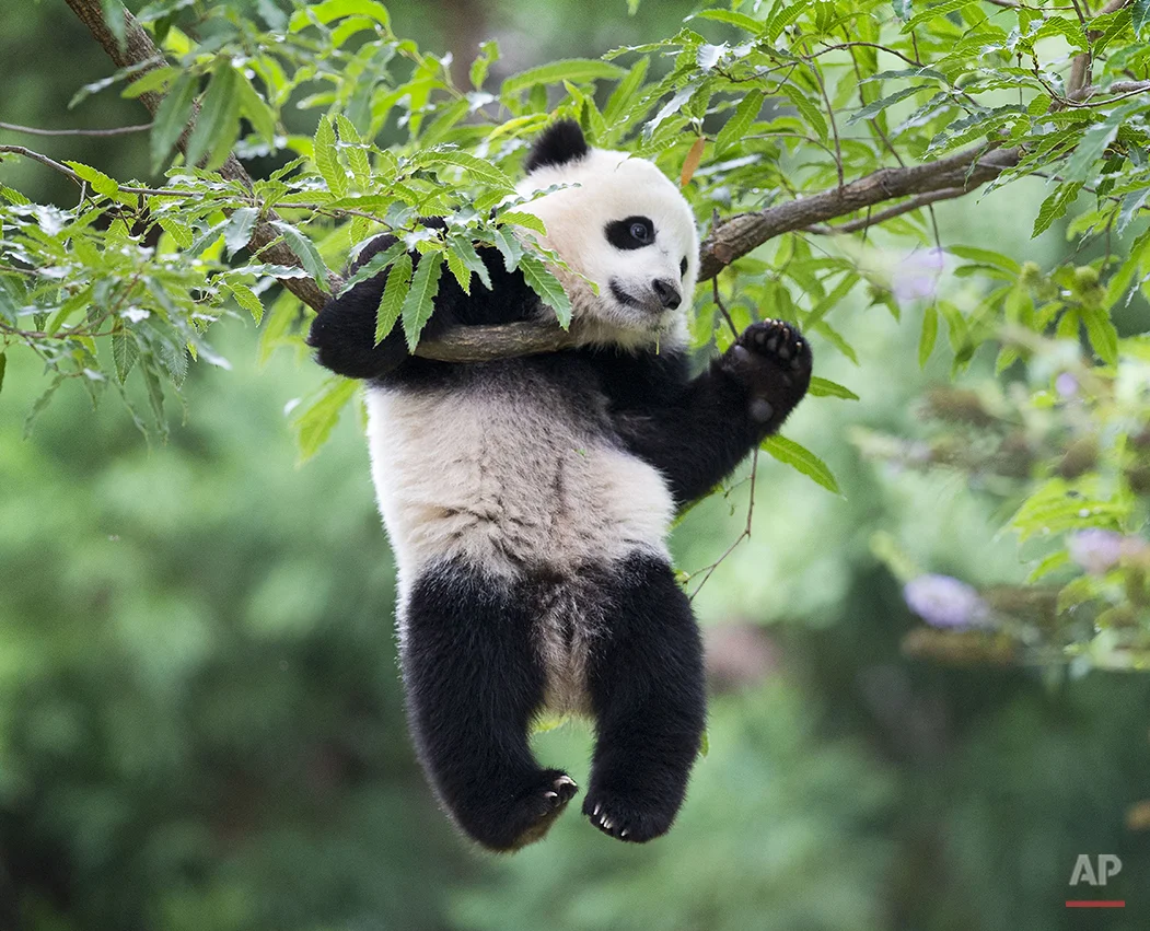 Panda cub Bao Bao hangs from a tree in her habitat at the National Zoo in Washington on her first birthday, Saturday, Aug. 23, 2014. The National Zoo is celebrating with a traditional 'Zhuazhou' ceremony, a Chinese birthday tradition symbolizing long life. (AP Photo/Pablo Martinez Monsivais)