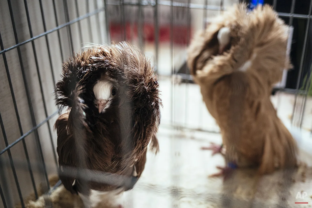Britain Pigeon Fanciers