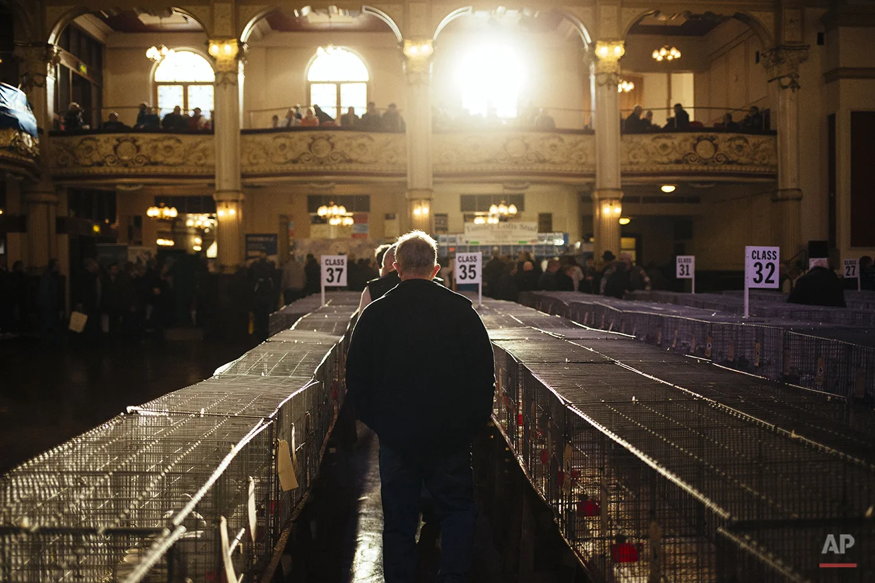 Britain Pigeon Fanciers