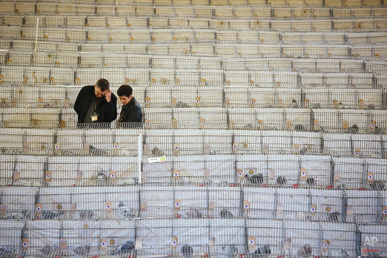 Britain Pigeon Fanciers