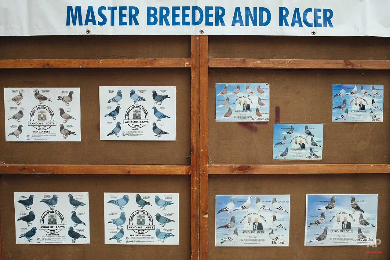 Britain Pigeon Fanciers