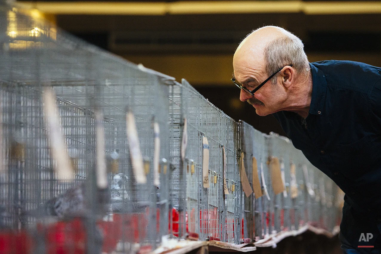 Britain Pigeon Fanciers