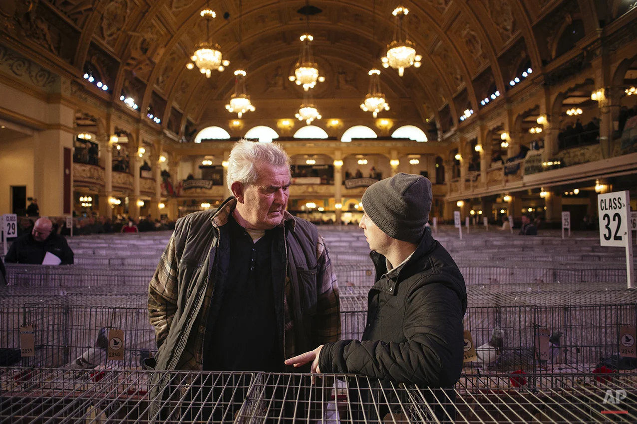 Britain Pigeon Fanciers