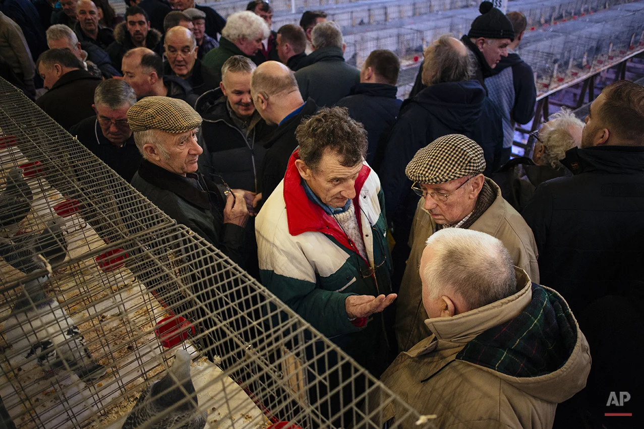 Britain Pigeon Fanciers