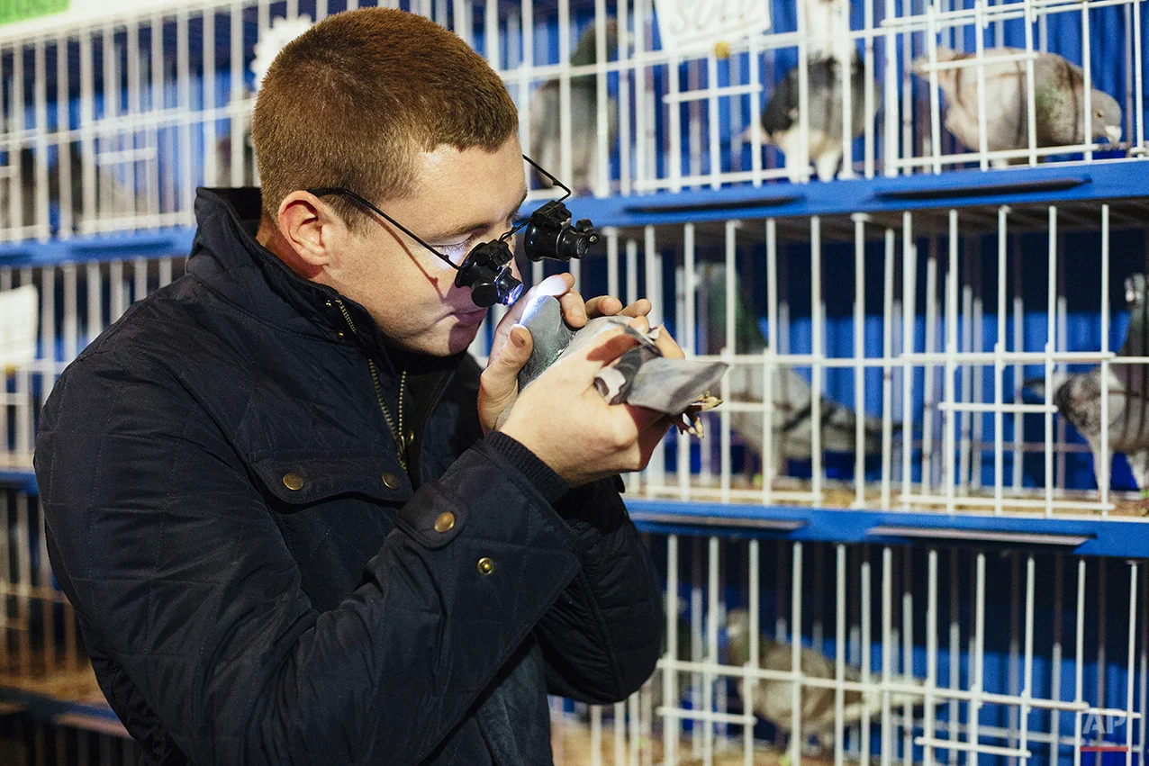 Britain Pigeon Fanciers