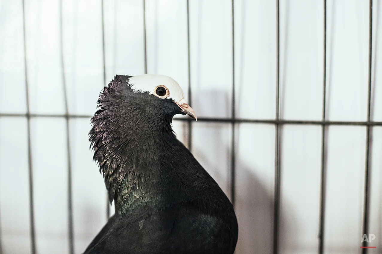 Britain Pigeon Fanciers