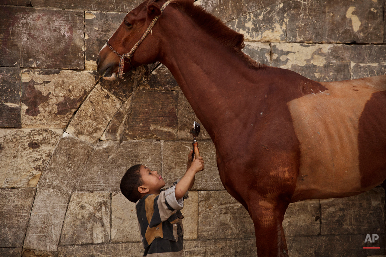  Mustafa Mohamed, 5, reaches to trim a horse at his father's makeshift animal barber shop in Cairo, Egypt, March 8, 2014. The boy's father is one of Cairoís donkey barbers, a unique trade in the region, an expert in trimming and styling horses, camel