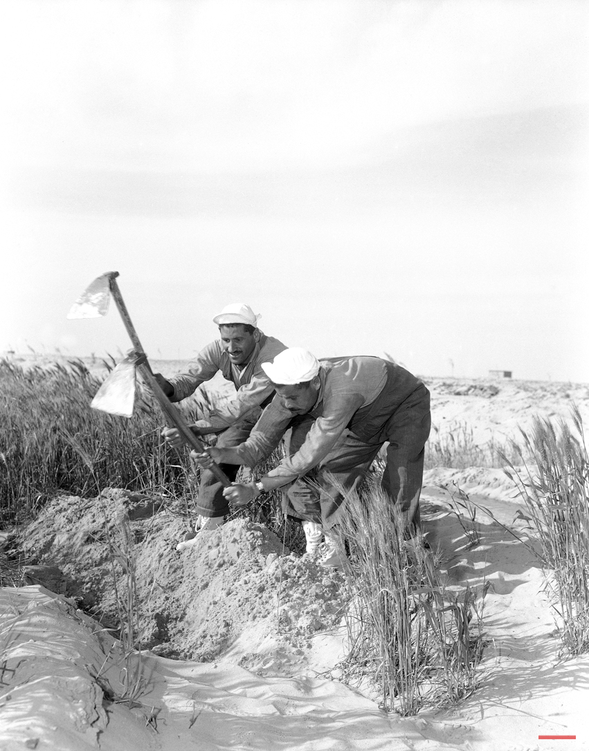  Two peasants who have been under the new training system, attending to wheat growing in the former Western Desert in Cairo, Egypt on March 26, 1956. They are wearing modern farm clothes instead of the old fashioned Arab clothes they wore before. (AP