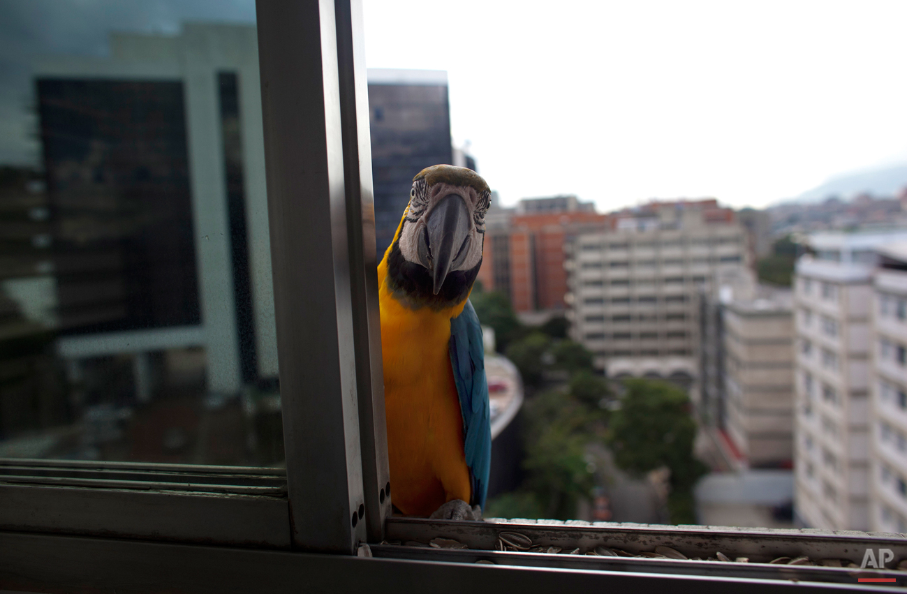 Venezuela's Beloved Macaws Photo Gallery