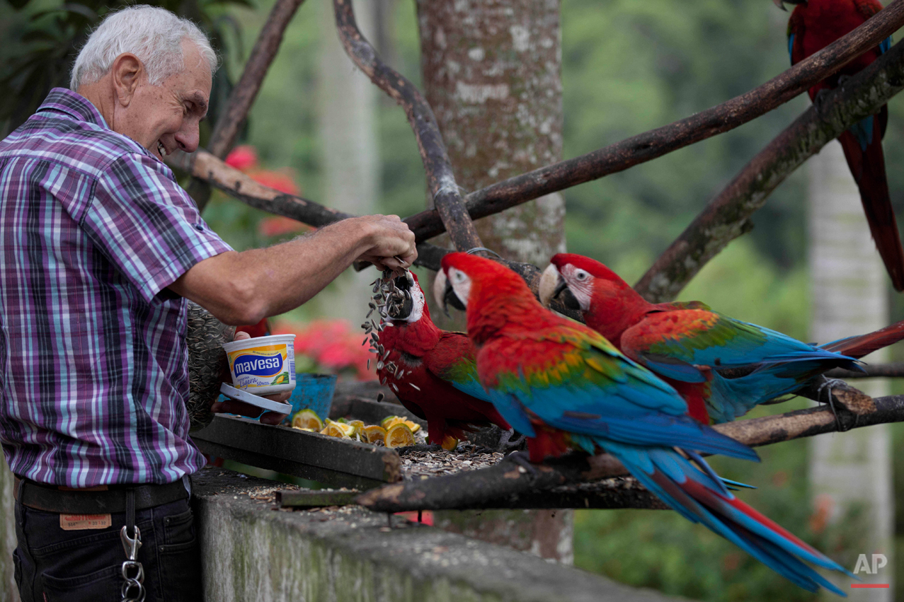 Venezuela's Beloved Macaws Photo Gallery