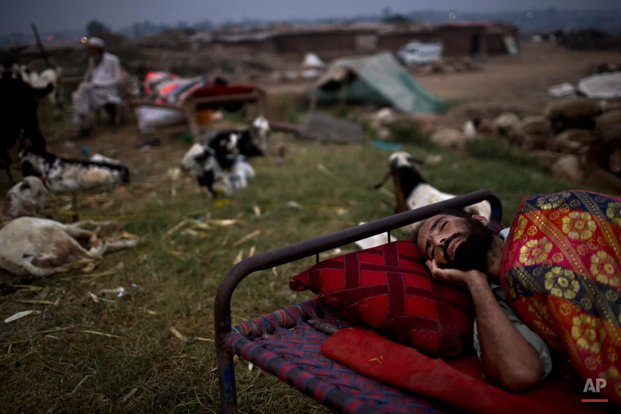 A Pakistani livestock merchant, sleeps on the side of the road next to his animals, displayed for sale in preparation for the upcoming Muslim holiday of Eid al-Adha, or "Feast of Sacrifice", on the outskirts of Islamabad, Pakistan, early Wednesday, Oct. 1, 2014. Muslims around the world will mark Eid al-Adha, as the biggest holiday of the Islamic calendar. It commemorates the willingness of the prophet Ibrahim _ or Abraham, as he is known in the Bible _ to sacrifice his son in accordance with God's will, though in the end God provides him a sheep to sacrifice instead. (AP Photo/Muhammed Muheisen)