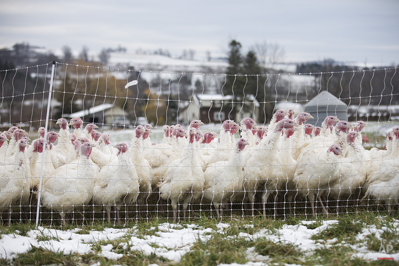 Turkey Farmers Photo Gallery