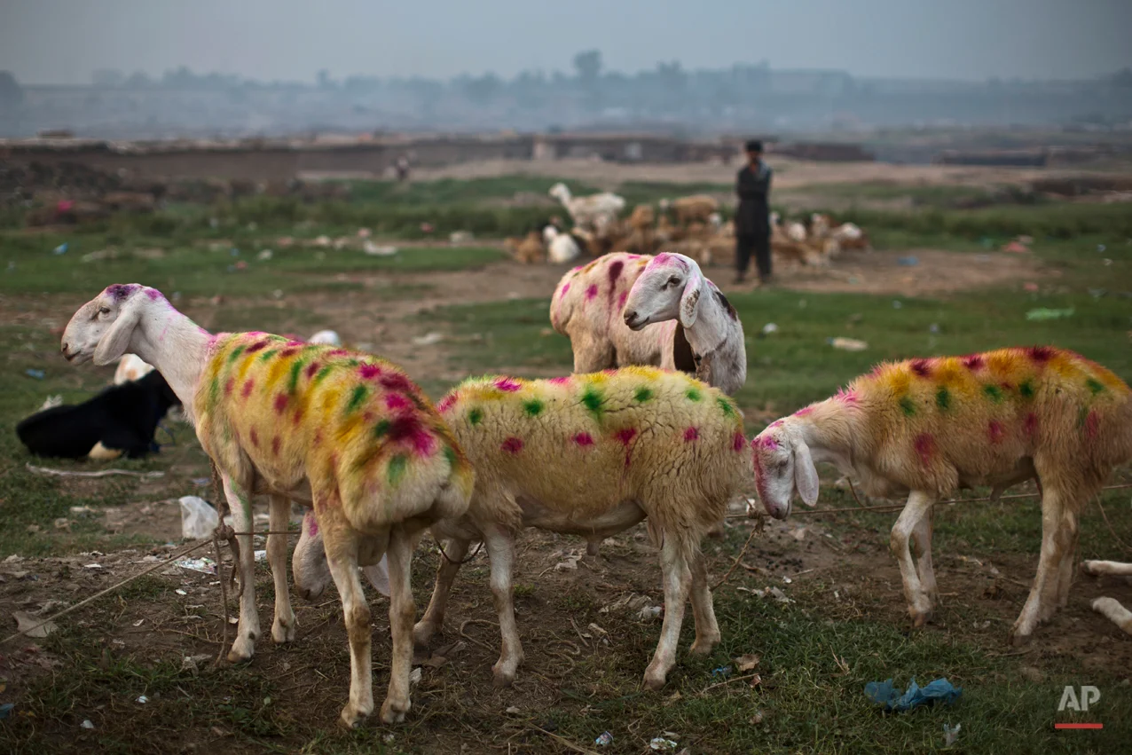 Painted sheep are displayed for sale by a Pakistani vendor, in preparation for the upcoming Muslim holiday of Eid al-Adha, or "Feast of Sacrifice," on the outskirts of Islamabad, Pakistan, early Friday, Oct. 3, 2014. Muslims around the world will mark Eid al-Adha, as the biggest holiday of the Islamic calendar. It commemorates the willingness of the prophet Ibrahim _ or Abraham, as he is known in the Bible _ to sacrifice his son in accordance with God's will, though in the end God provides him a sheep to sacrifice instead. (AP Photo/Muhammed Muheisen)