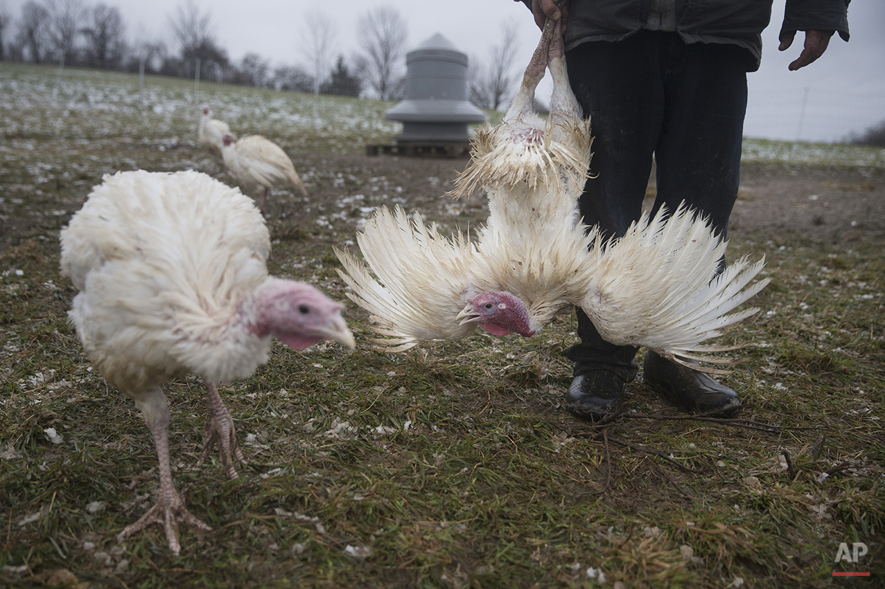 Turkey Farmers Photo Gallery