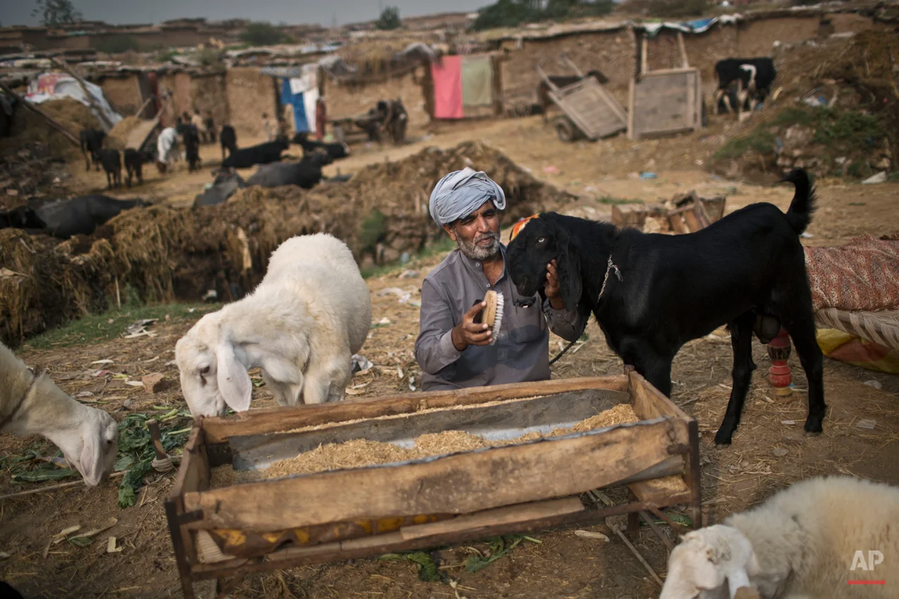 A Pakistani man combs the hair of his goat, displayed with others for sale, in preparation for the upcoming Muslim holiday of Eid al-Adha, or "Feast of Sacrifice", on the outskirts of Islamabad, Pakistan, Tuesday, Sept. 30, 2014. (AP Photo/Muhammed Muheisen)