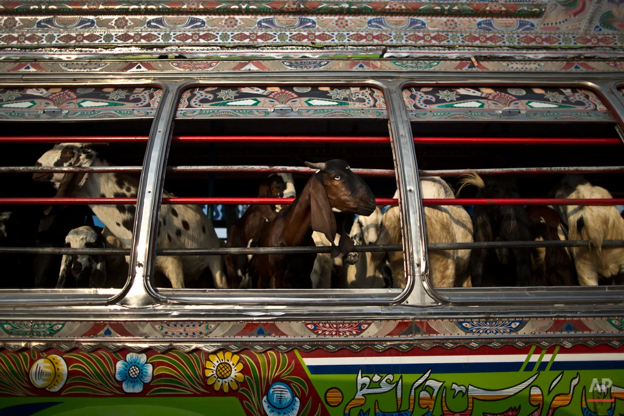 Goats look out of a bus window, while being transported to a near by livestock market, to be displayed for sale in preparation for the upcoming Muslim holiday of Eid al-Adha, or "Feast of Sacrifice", on the outskirts of Islamabad, Pakistan, Thursday, Oct. 2, 2014. Muslims around the world will mark Eid al-Adha, as the biggest holiday of the Islamic calendar. It commemorates the willingness of the prophet Ibrahim _ or Abraham, as he is known in the Bible _ to sacrifice his son in accordance with God's will, though in the end God provides him a sheep to sacrifice instead. (AP Photo/Muhammed Muheisen)
