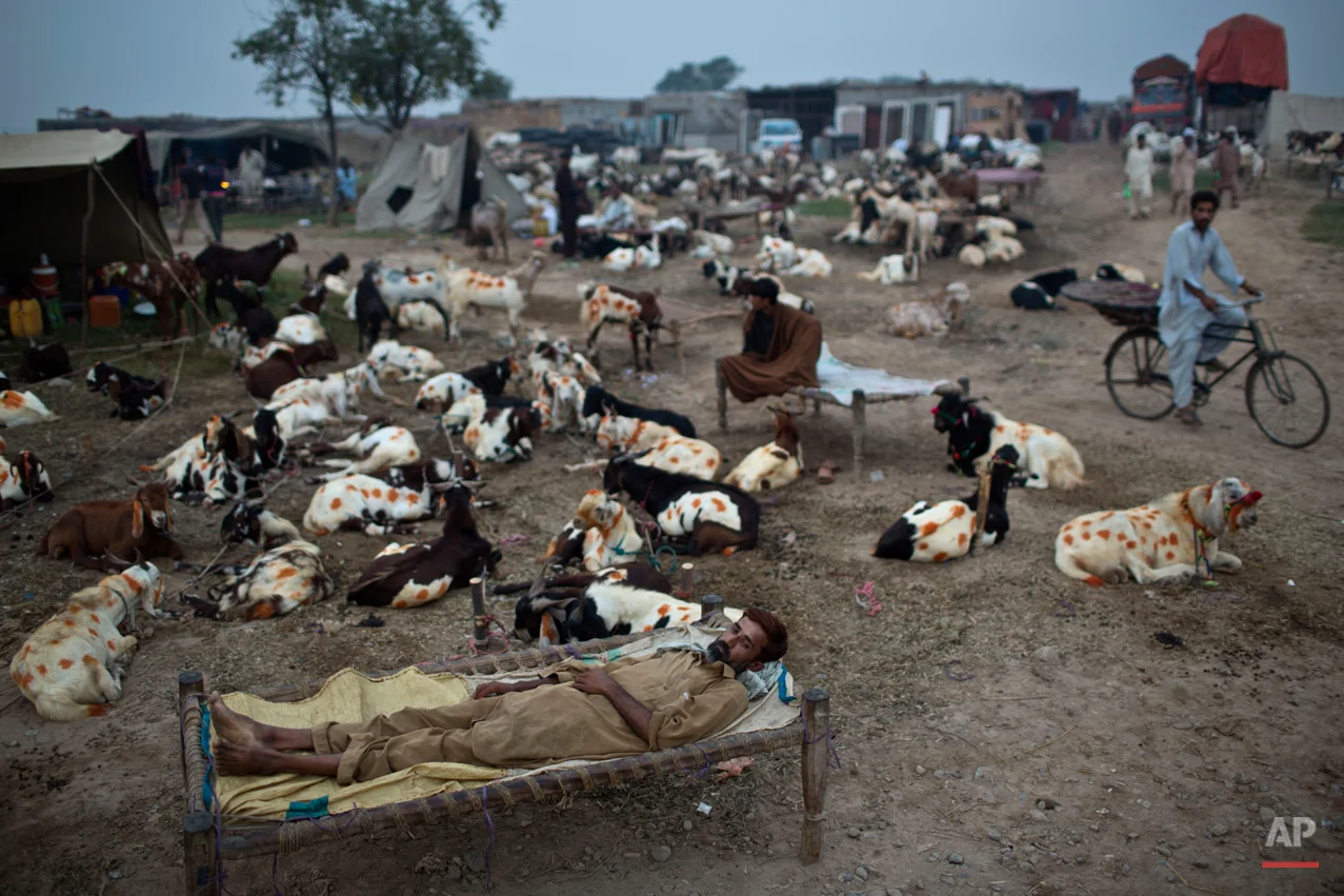 Pakistani livestock merchants rest between their animals displayed for sale in preparation for the upcoming Muslim holiday of Eid al-Adha, or "Feast of Sacrifice," on the outskirts of Islamabad, Pakistan, early Friday, Oct. 3, 2014. Muslims around the world will mark Eid al-Adha, as the biggest holiday of the Islamic calendar. It commemorates the willingness of the prophet Ibrahim _ or Abraham, as he is known in the Bible _ to sacrifice his son in accordance with God's will, though in the end God provides him a sheep to sacrifice instead. (AP Photo/Muhammed Muheisen)