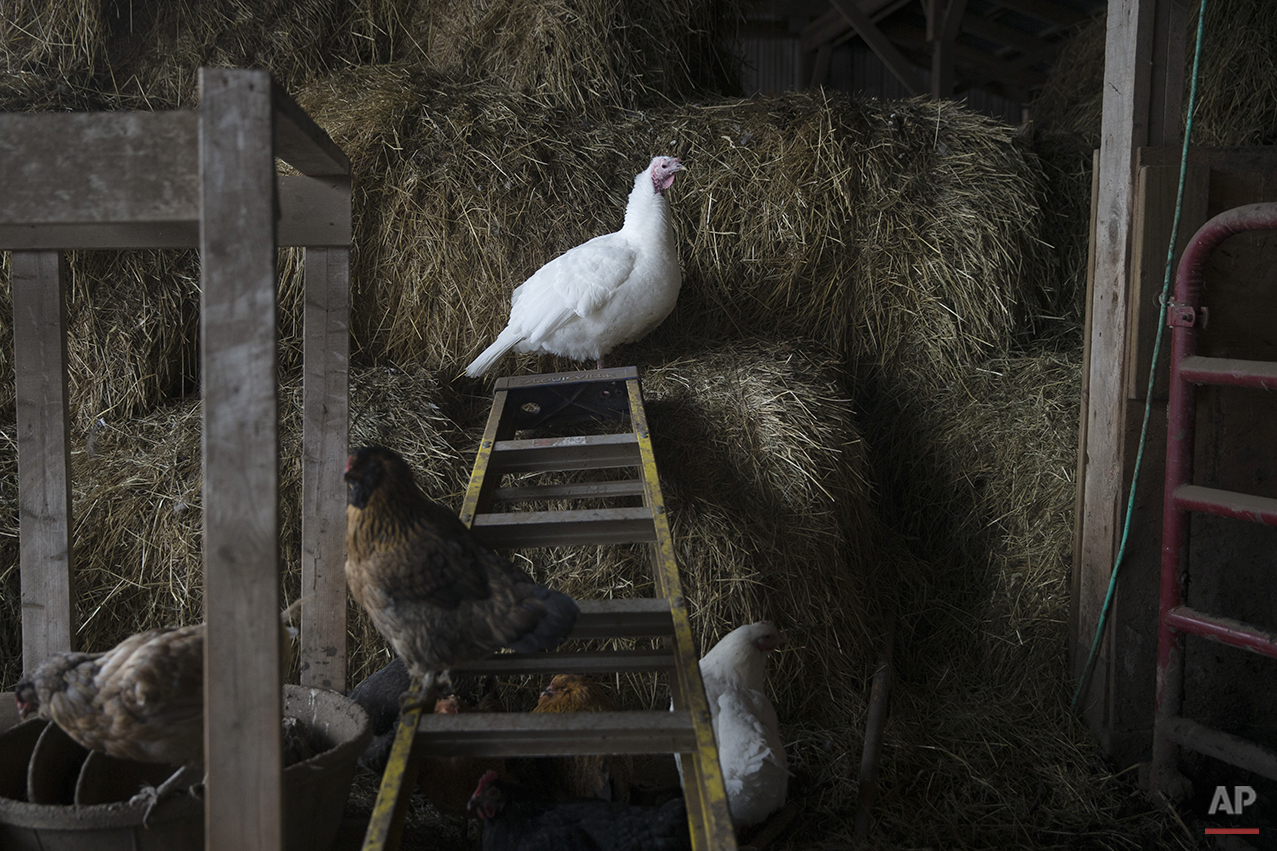 Turkey Farmers Photo Gallery