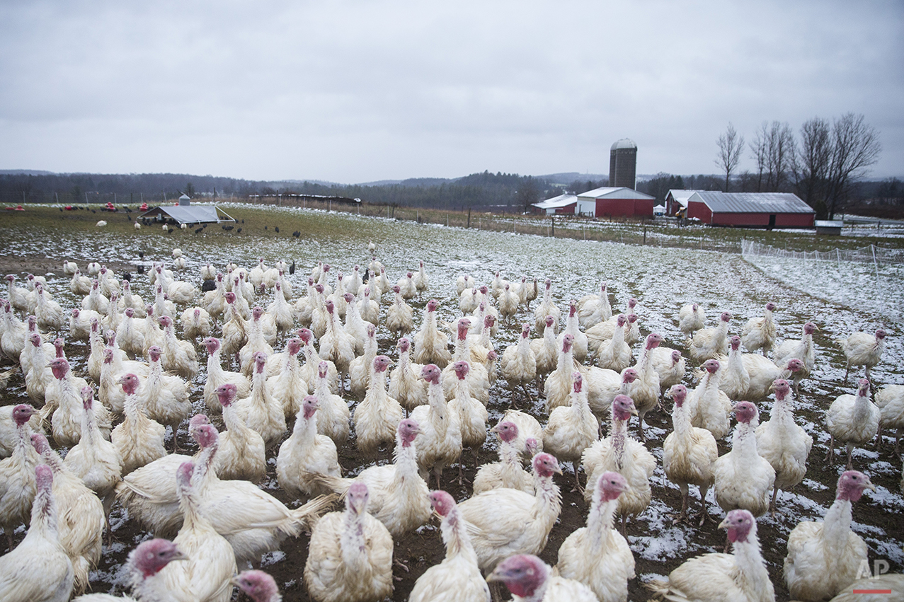 Turkey Farmers Photo Gallery