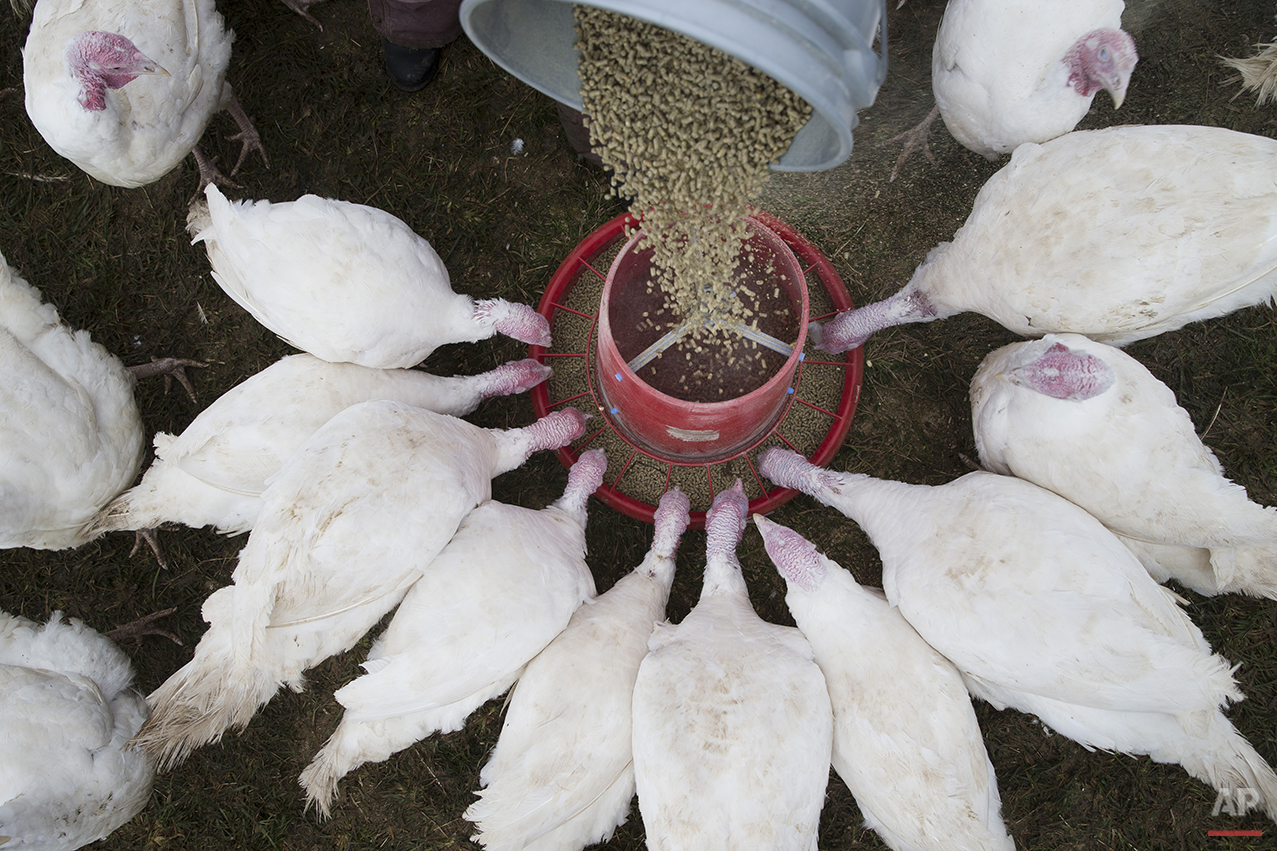 Turkey Farmers Photo Gallery